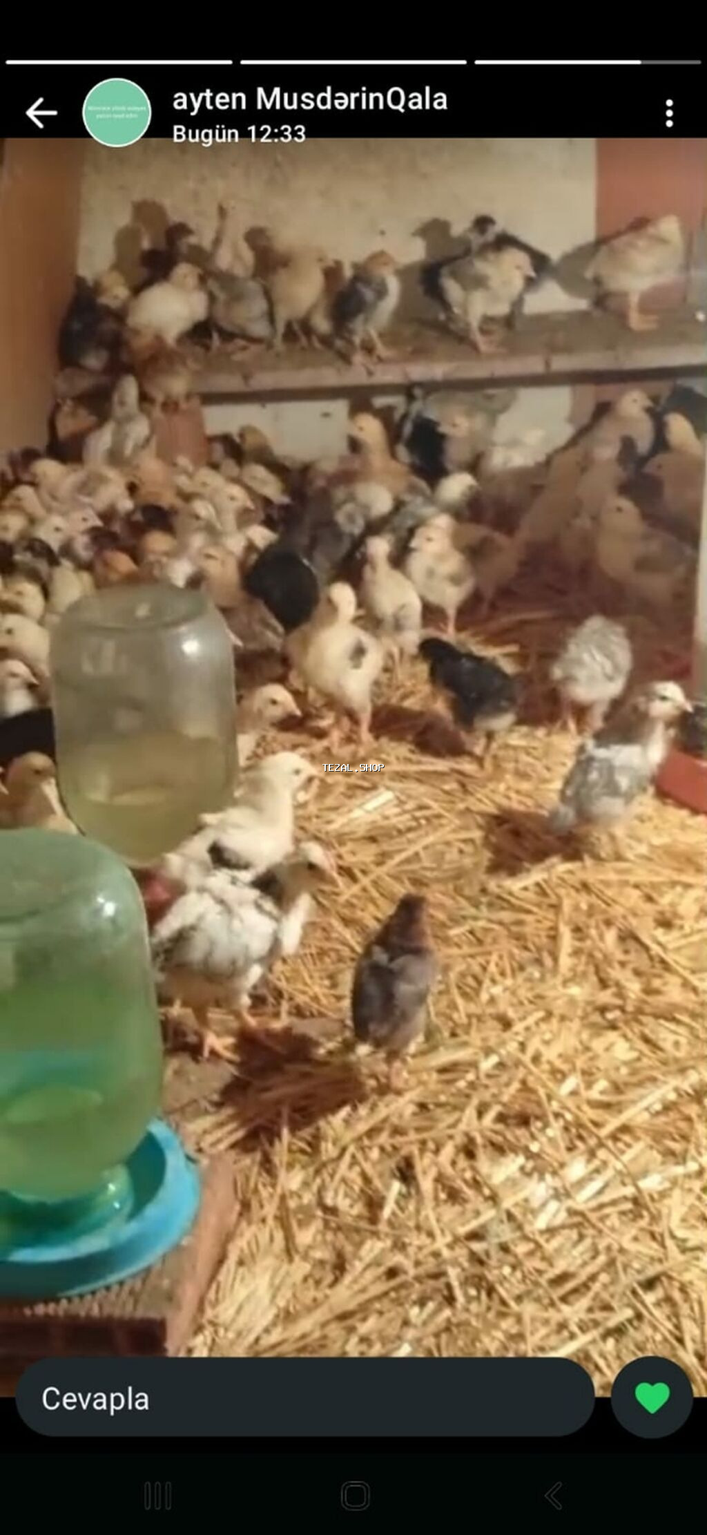 Qiymət 4 manat kənd cuceleridi tam sağlam