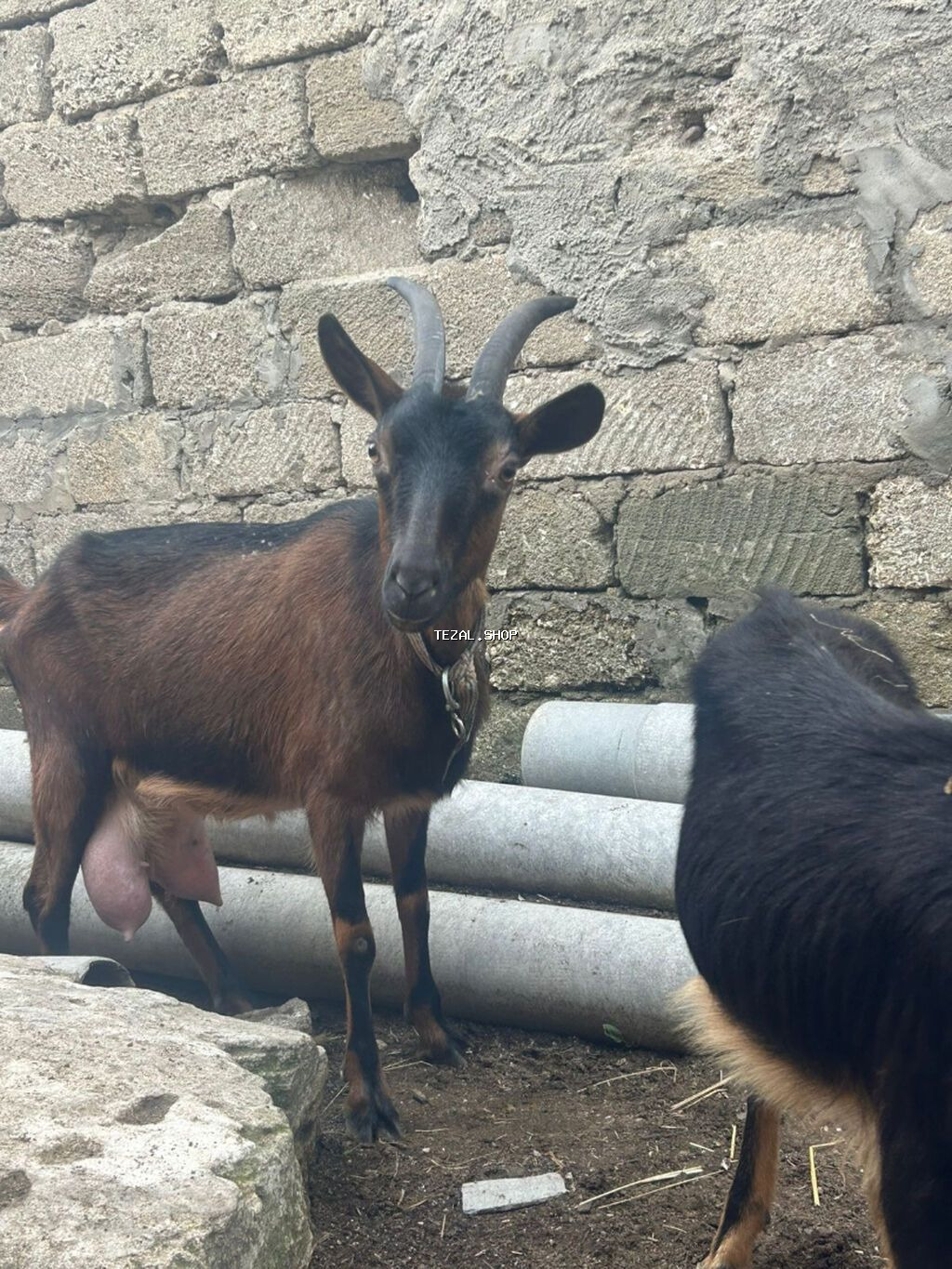 Keçi satılır 2 balası ilə . Növ: Alpin. Balalar dişidir. Ünvan:Qala