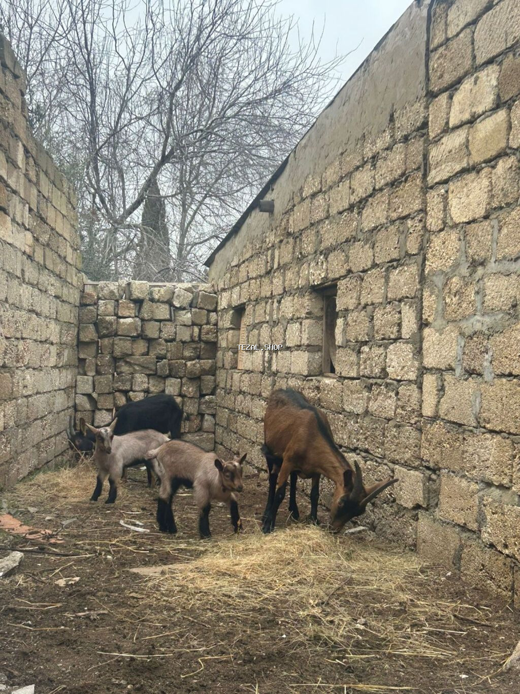 Keçi satılır 2 balası ilə . Növ: Alpin. Balalar dişidir. Ünvan:Qala - şəkil 2