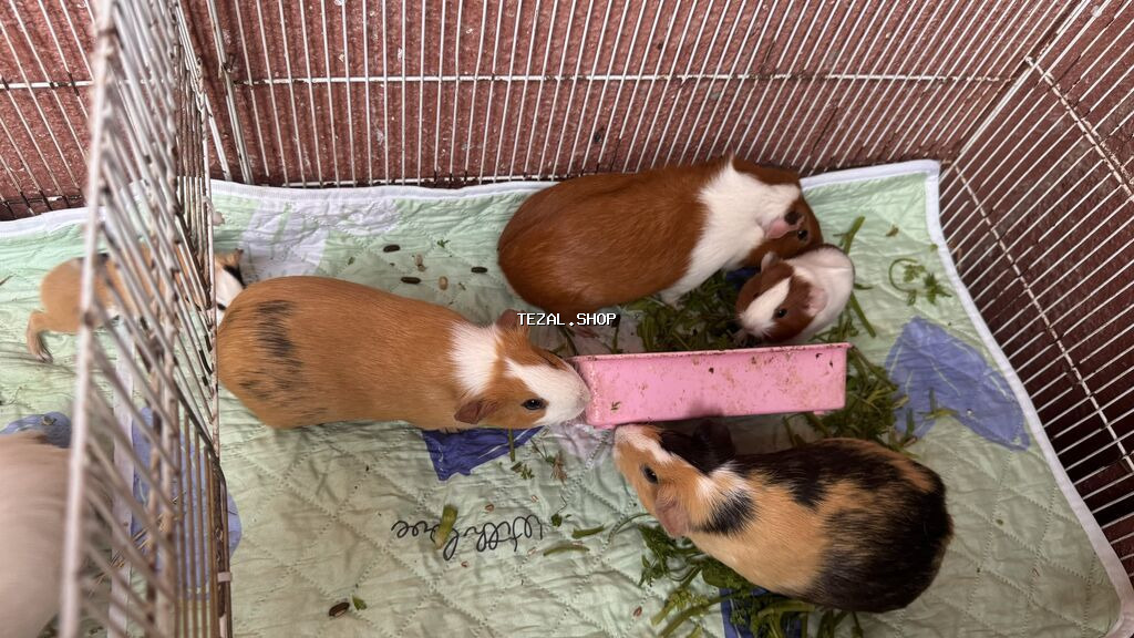 Dəniz donuzcuqları satılır 1 erkək 3 dişi 5 bala barter olar baxır