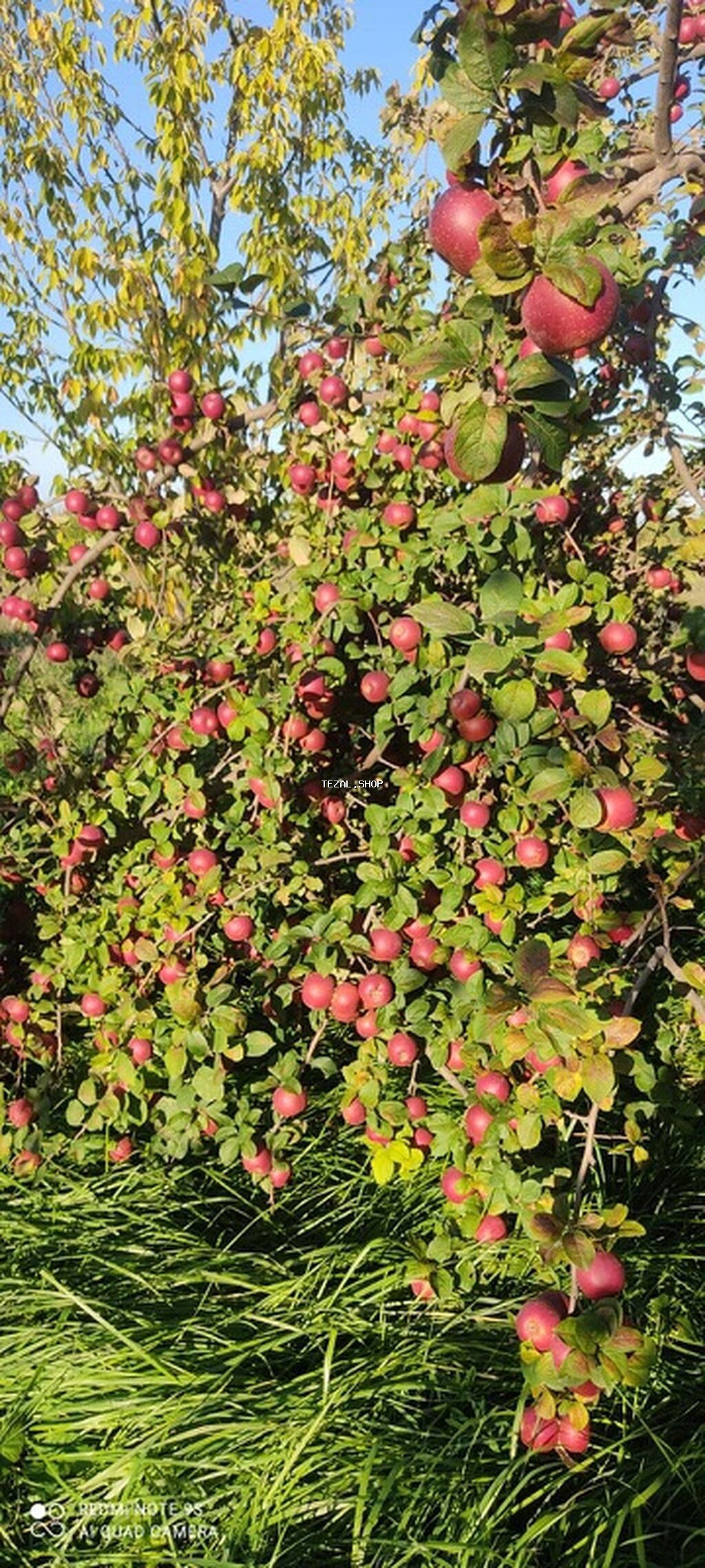 🍎 Satılır Bağ – Qızıləhməddi Alma Bağı🍎 Əla fürsət! Məhsuldar və
