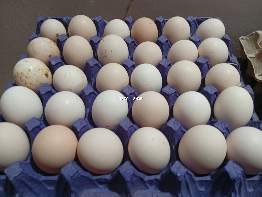 Təbii mayali toyuq yumurtası SEREBRİST Sağlam toyuqlardan gündəlik