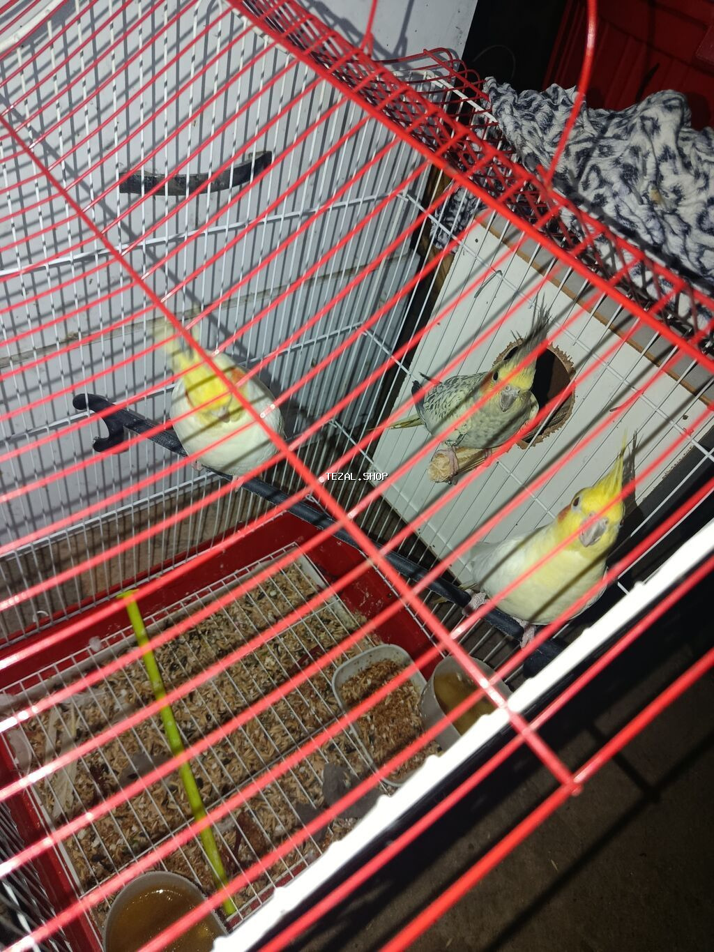 3 əd papuqay qəfəs və yuvalığı üzərində verilir. Real alıcı olsa zeng