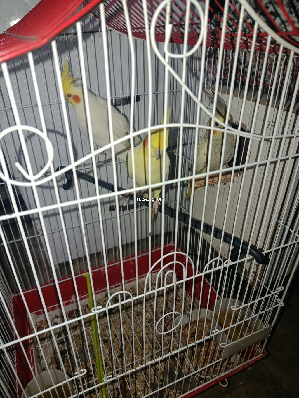 3 əd papuqay qəfəs və yuvalığı üzərində verilir. Real alıcı olsa zeng - şəkil 2