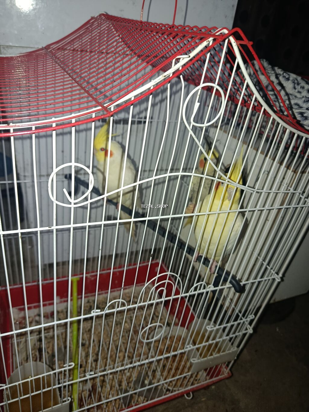 3 əd papuqay qəfəs və yuvalığı üzərində verilir. Real alıcı olsa zeng - şəkil 3