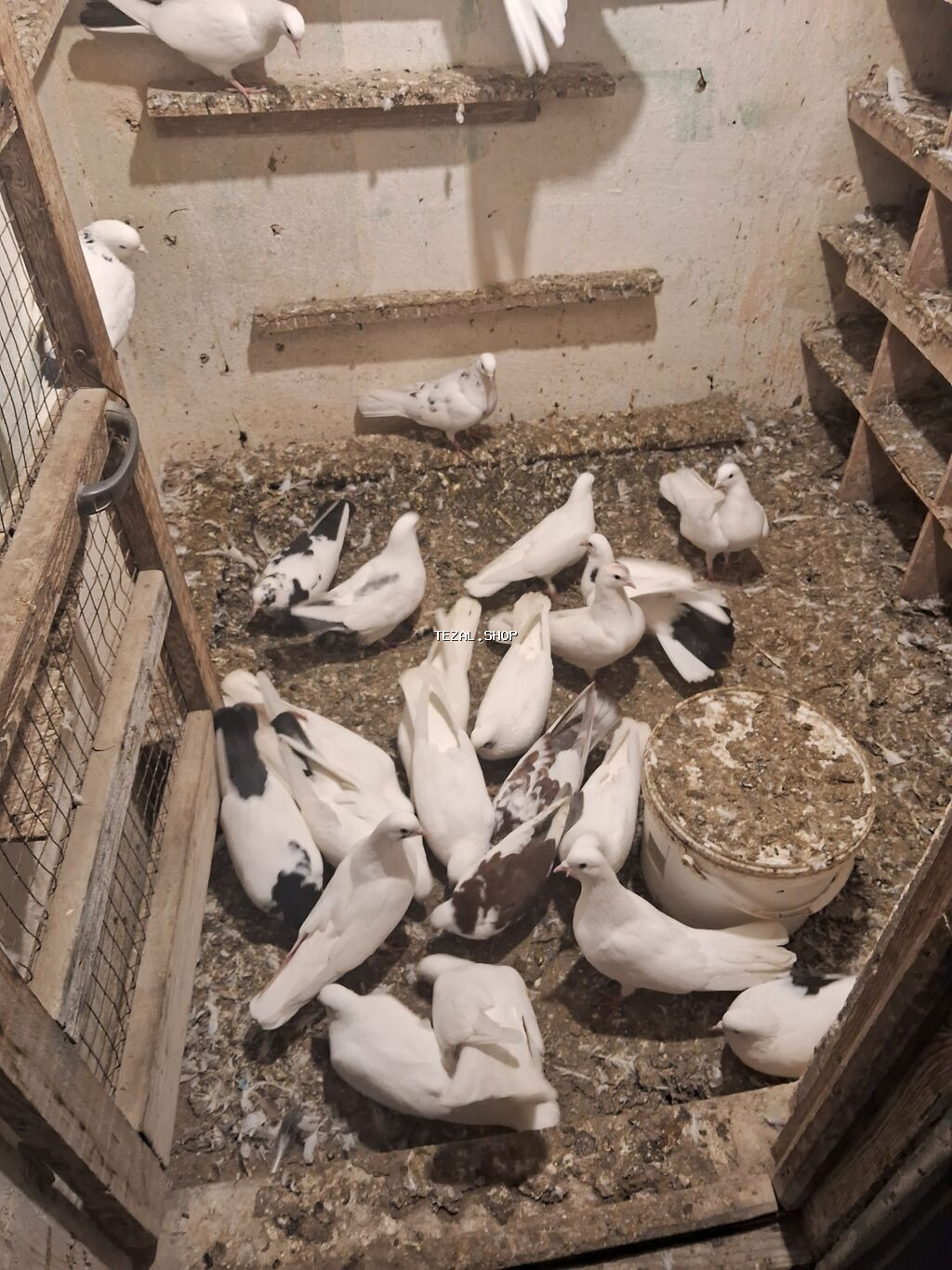 Məhsul: Ev göyərçinləri (ağ və ağ-qara naxışlı rənglər) Təsvir: -