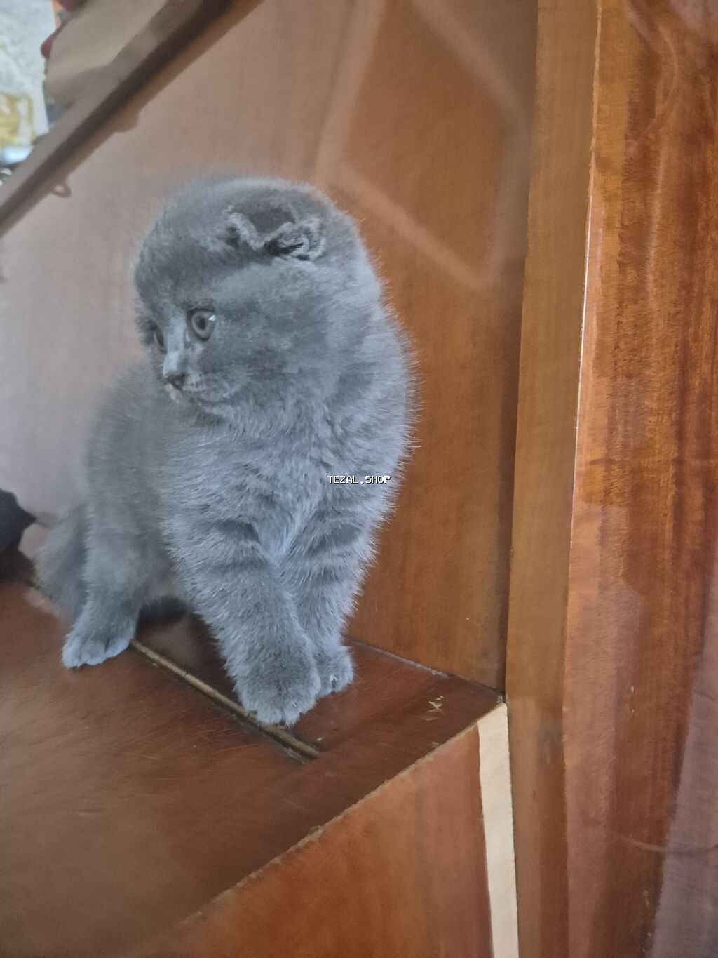 Şotland yastı qulaq