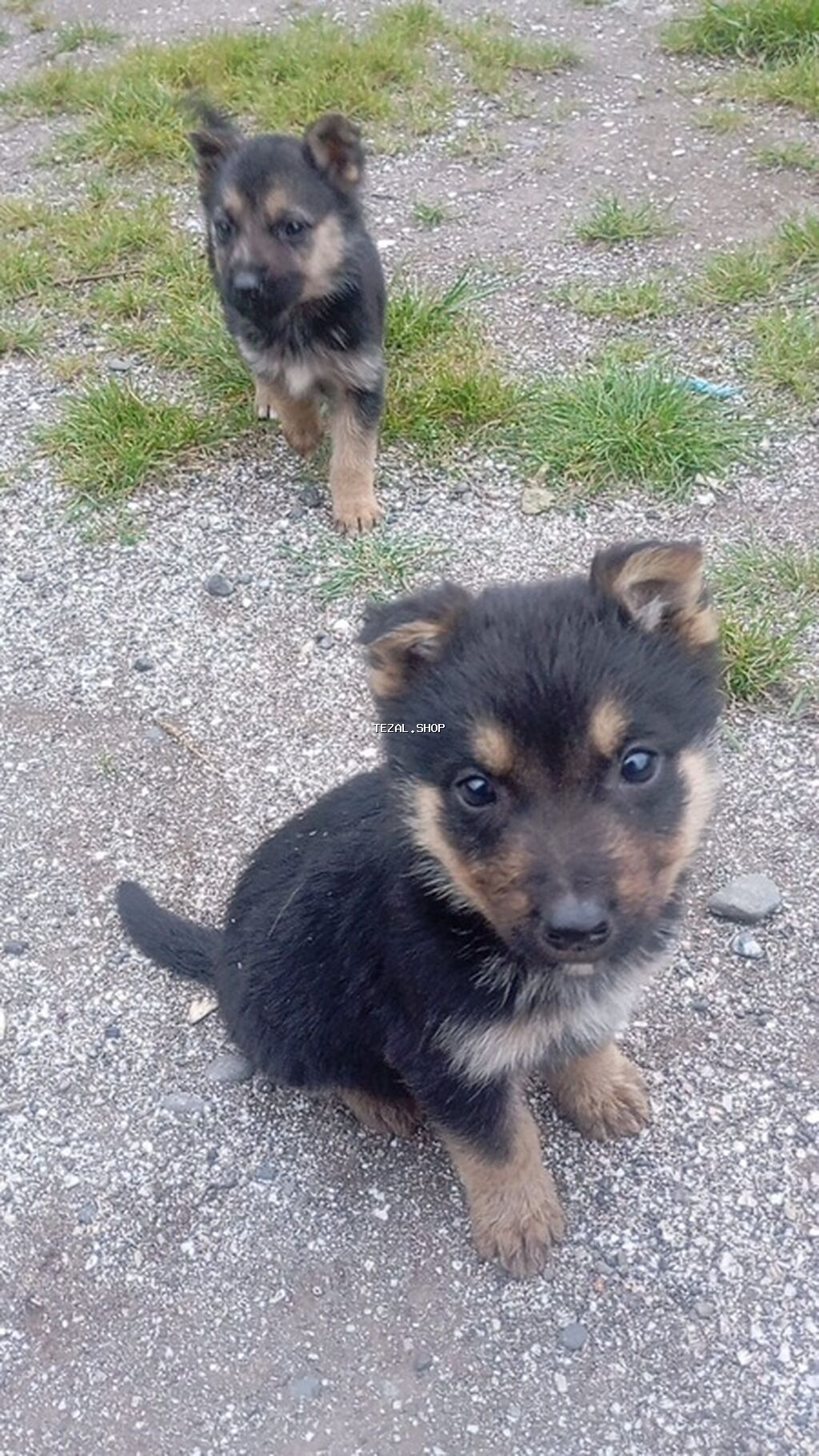 Alman çoban iti, 2 ay