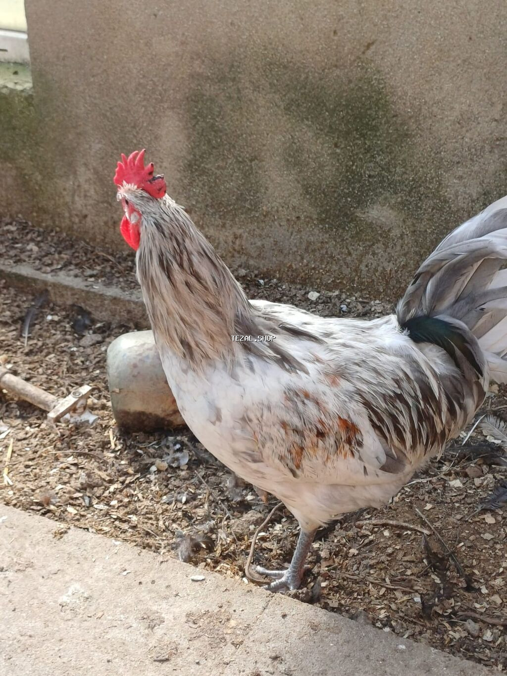 Məhsul: Xoruzlar ve mayali yumurtalar satisda Təsvir: -