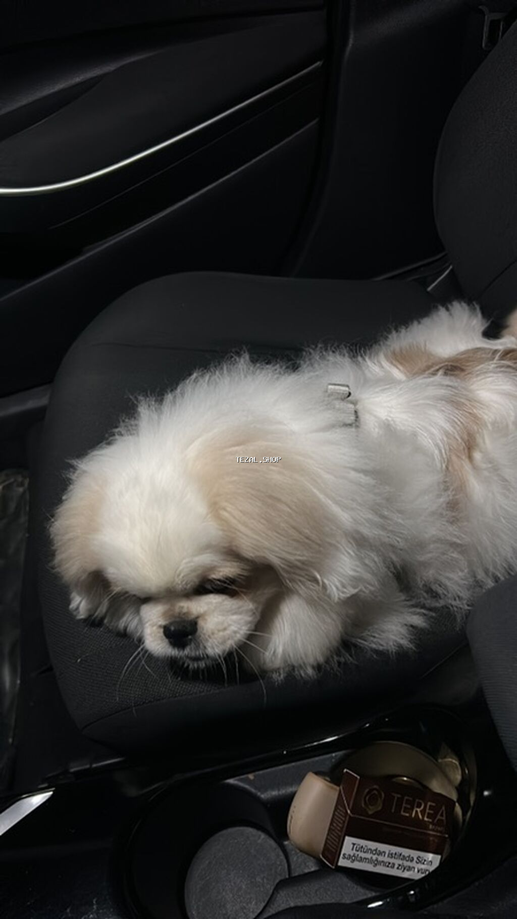 Pekines, 5 ay, Erkek, Peyvəndli, Pulsuz çatdırılma - şəkil 2