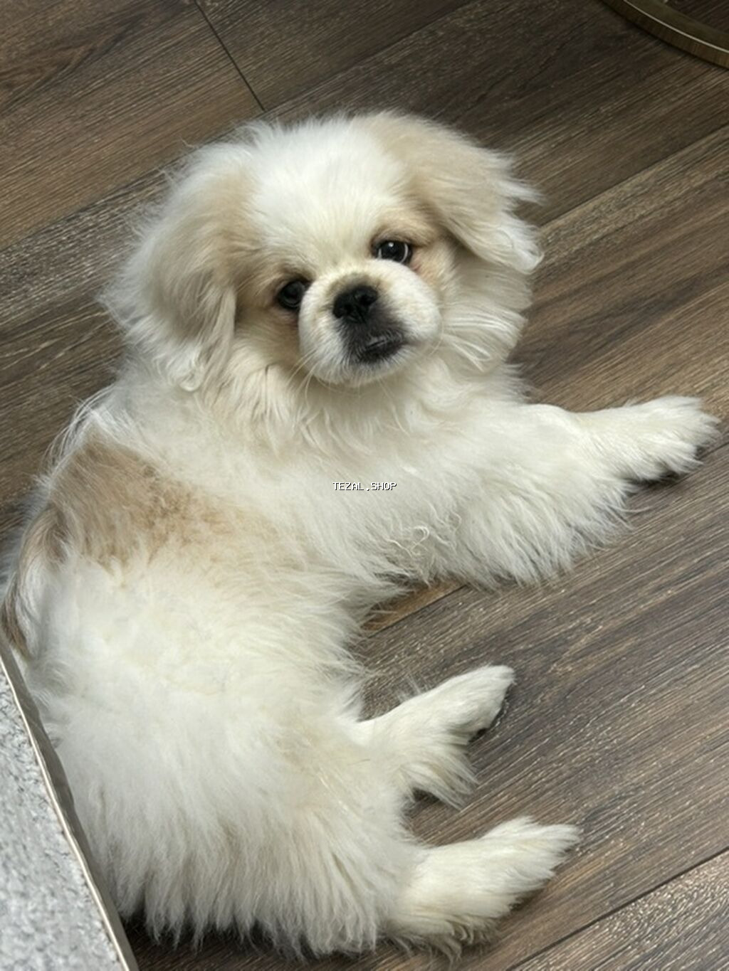 Pekines, 5 ay, Erkek, Peyvəndli, Pulsuz çatdırılma - şəkil 3