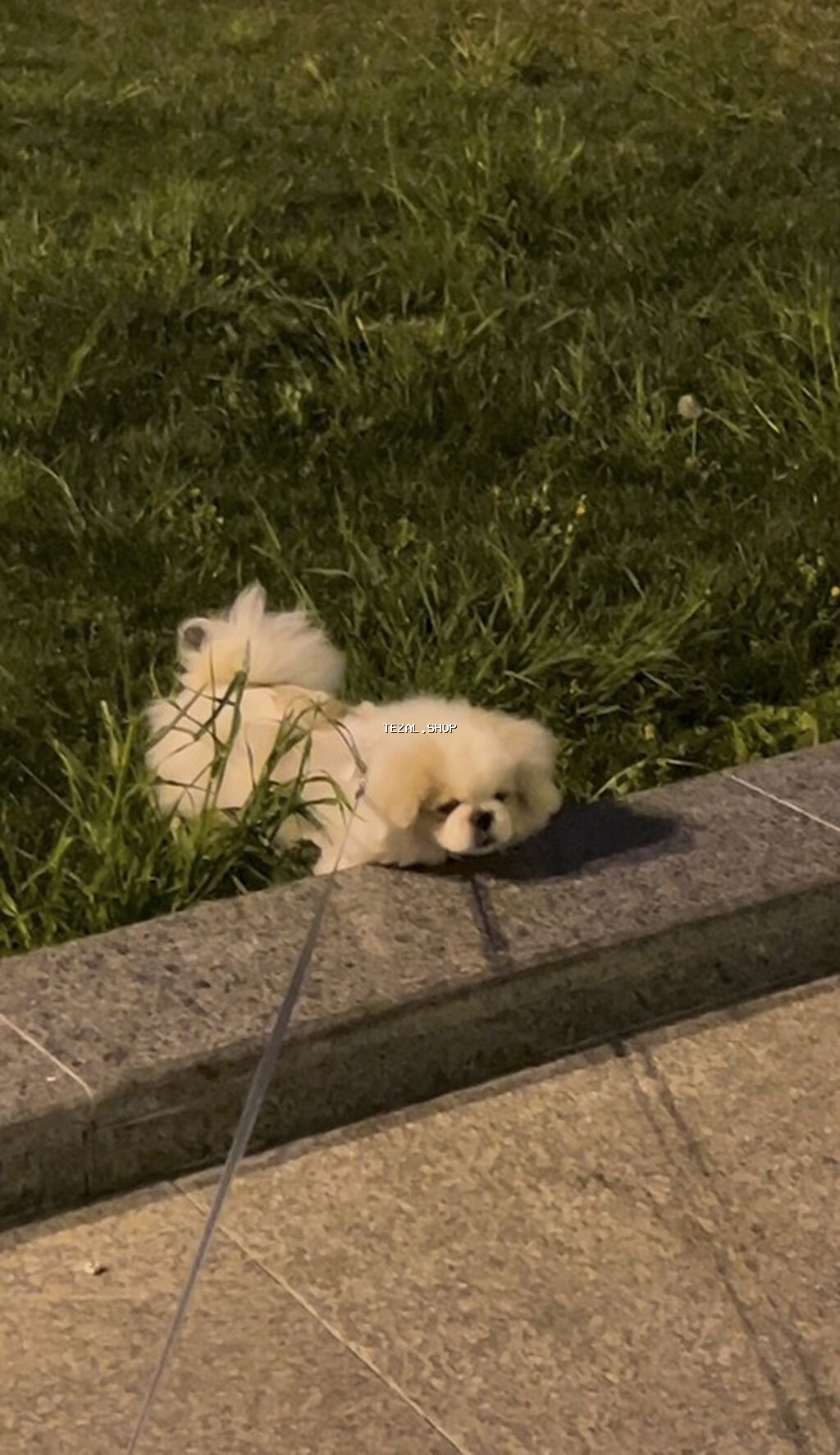 Pekines, 5 ay, Erkek, Peyvəndli, Pulsuz çatdırılma - şəkil 4