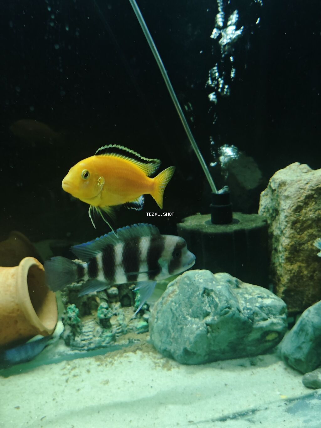 Hazir cut Frantoza brundi baliqlari bala veren baliqlardir 2 erkey 6