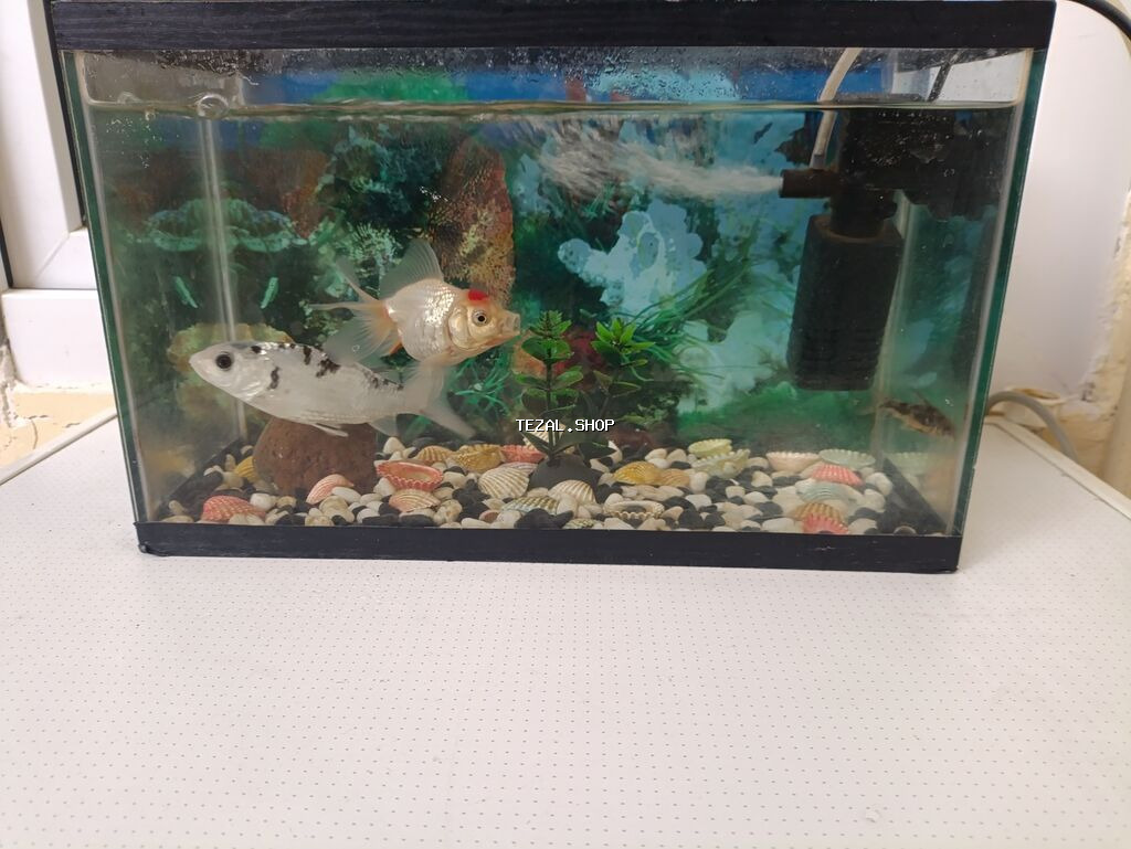 Akvaryum komplekti - Şüşə akvaryum, təxminən kiçik/orta həcm