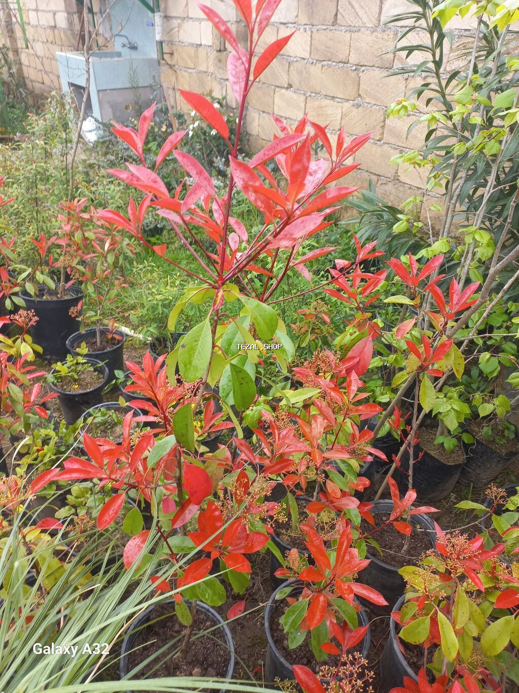 Fotiniya (Photinia Red Robin) dekorativ kol növləri saksılarda. -