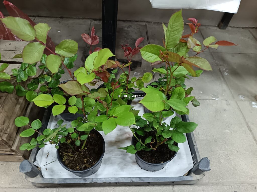 Məhsul: Qablarda dekorativ bəzək kolları və güllər - Qızılgül (Rosa)