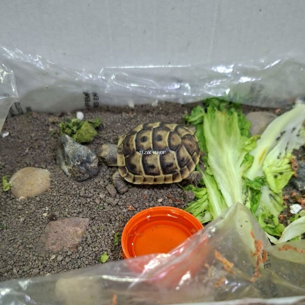 1 ədəd bala tısbağa satılır. Quruda yaşayır. Tam sağlamdır. Şəkildəki