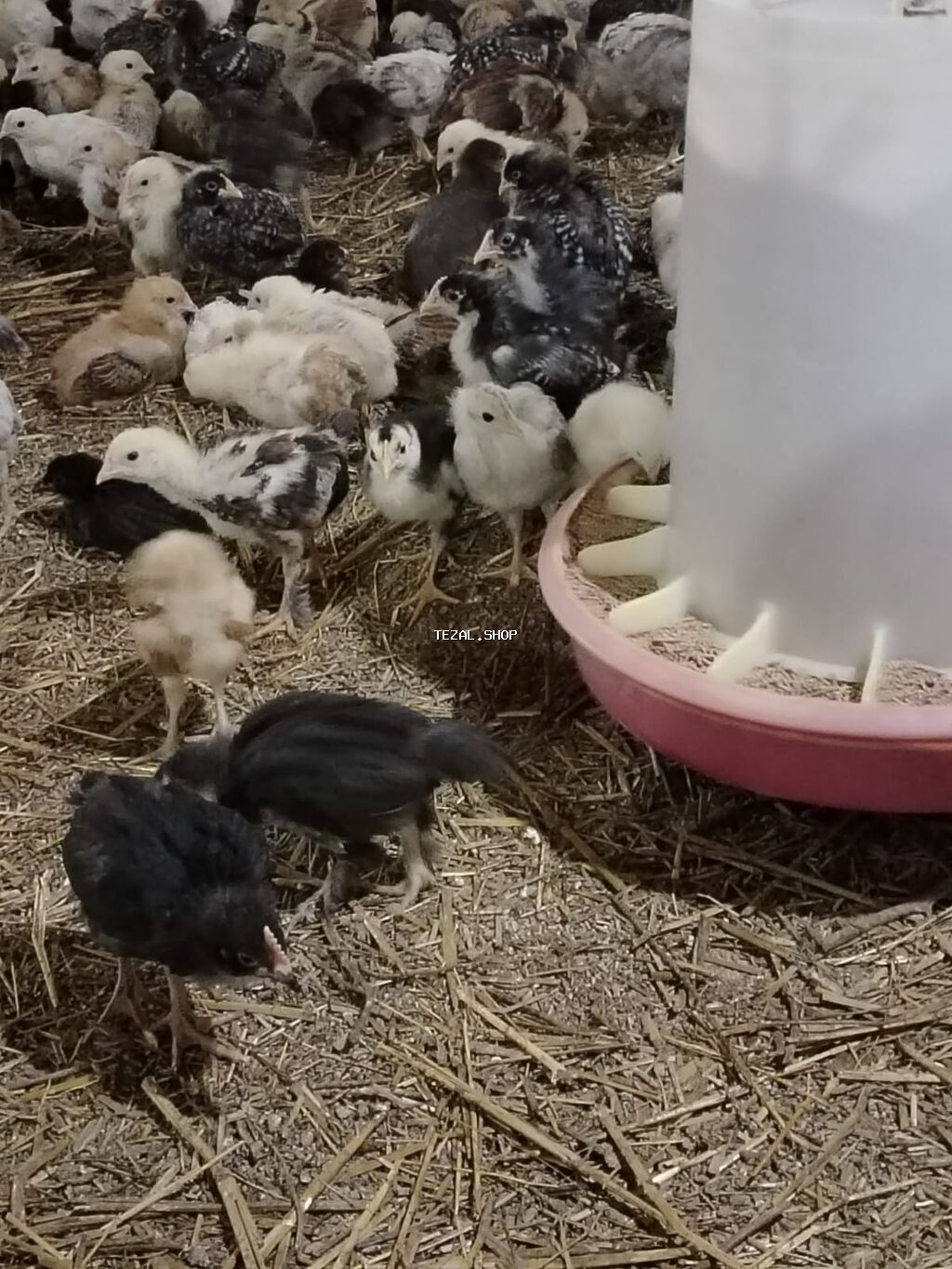 Hamsı sağlam ve təmiz bütün vaksinəri olunmuş tam sağlam kənt