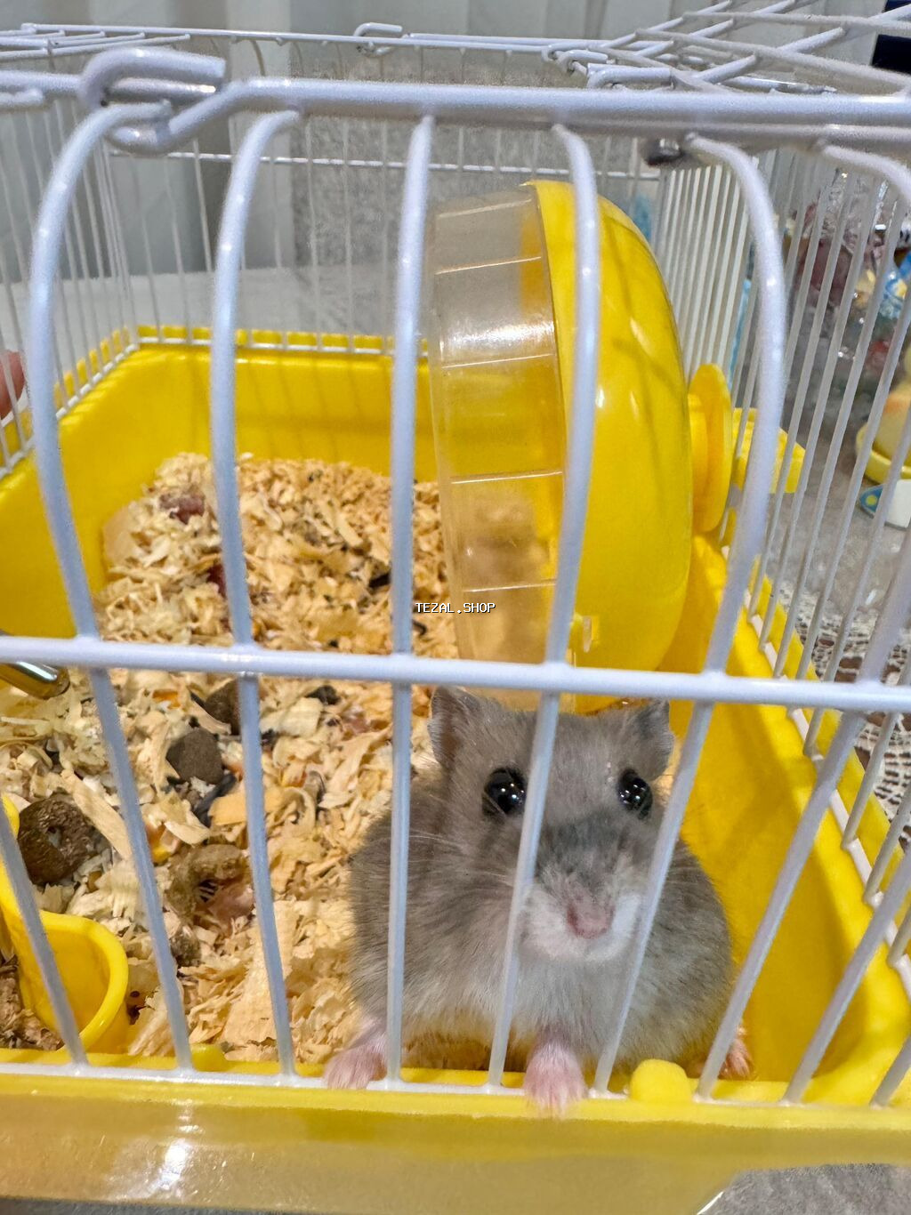 Satılır 🐹💛 Çox şirin və sağlam 1 ədəd hamster satılır. Ev şəraitində