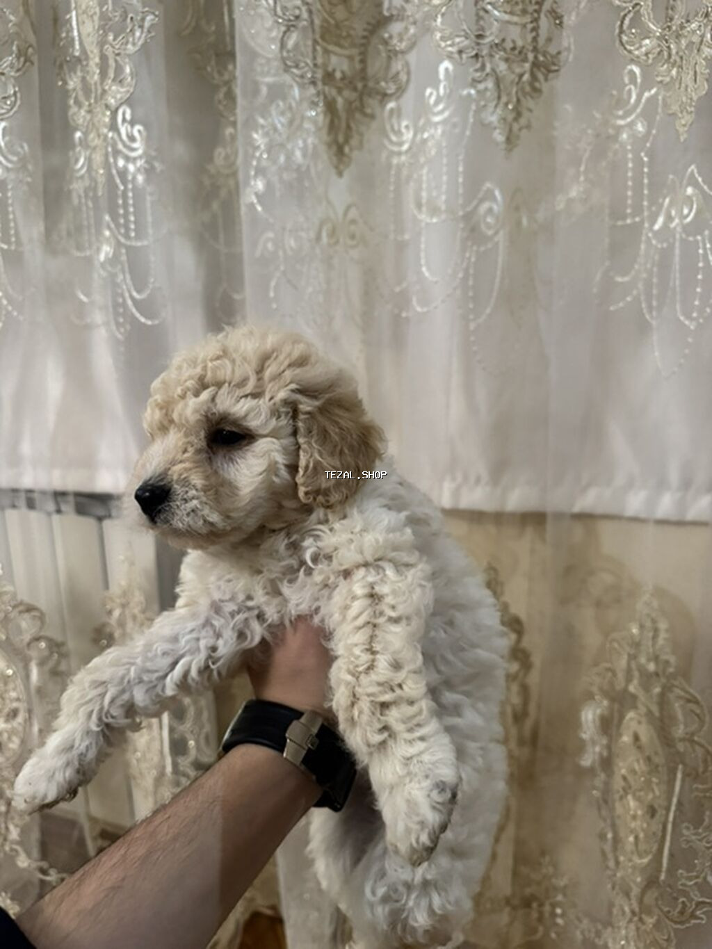 Pudel, 1 ay, Dişi, Ödənişli çatdırılma