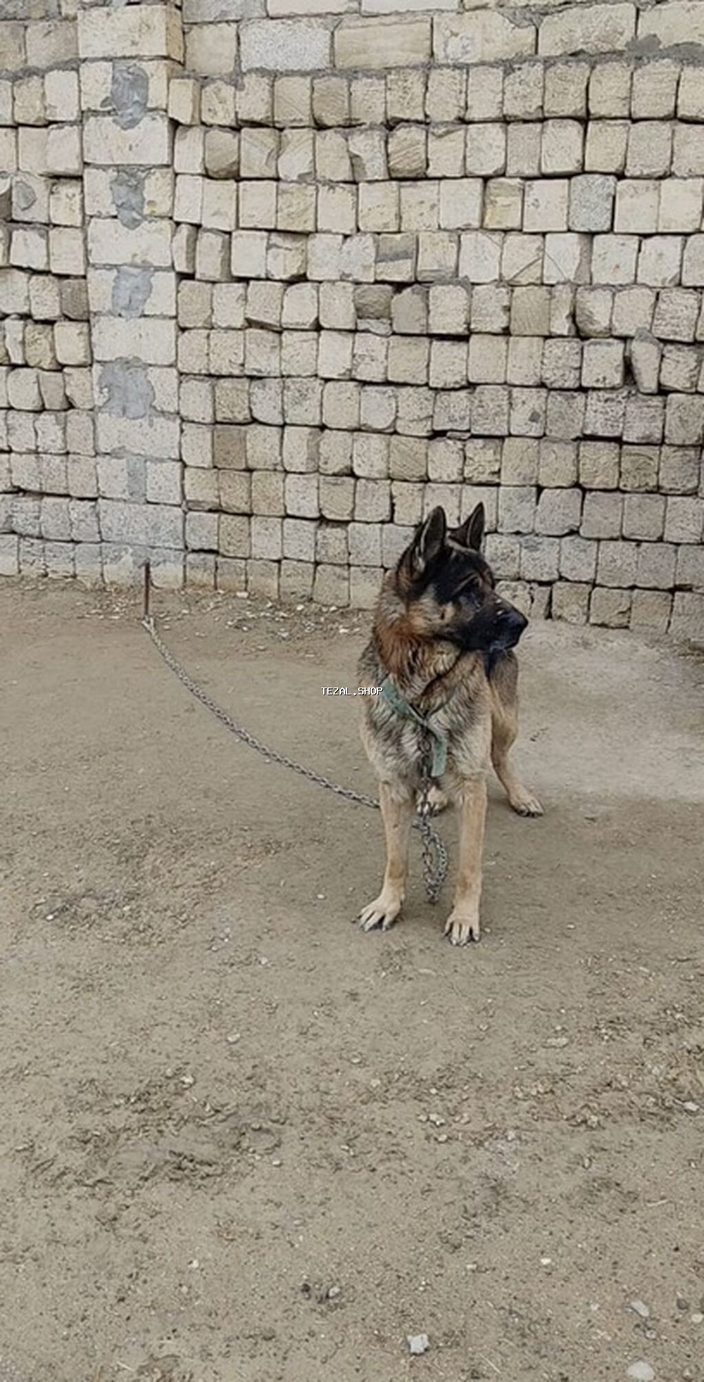 Alman çoban iti, Erkek