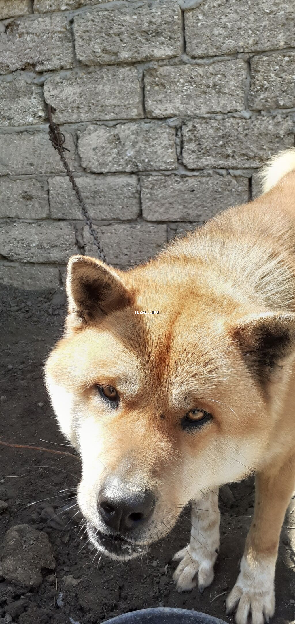 Akita-inu, Erkek, Ünvandan götürmə