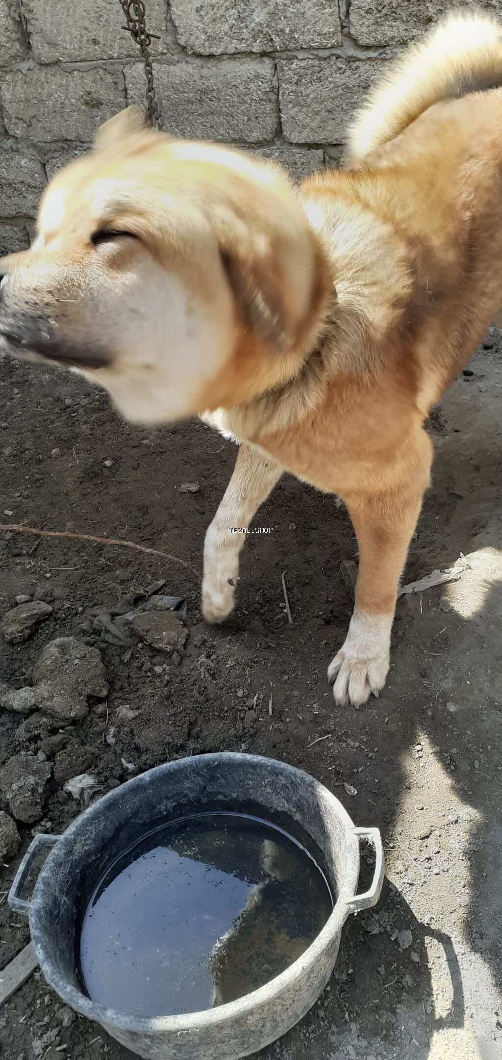 Akita-inu, Erkek, Ünvandan götürmə - şəkil 2