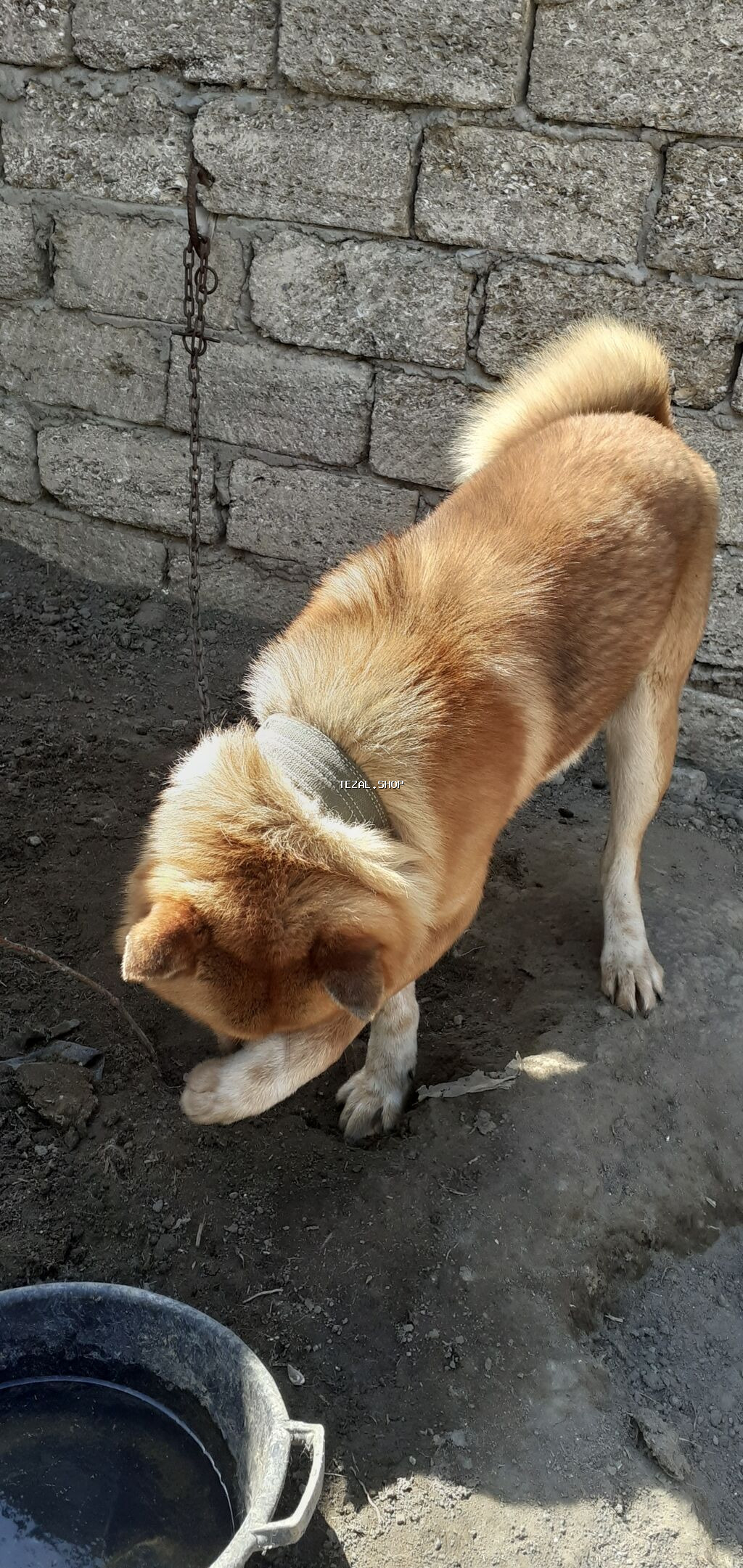 Akita-inu, Erkek, Ünvandan götürmə - şəkil 3