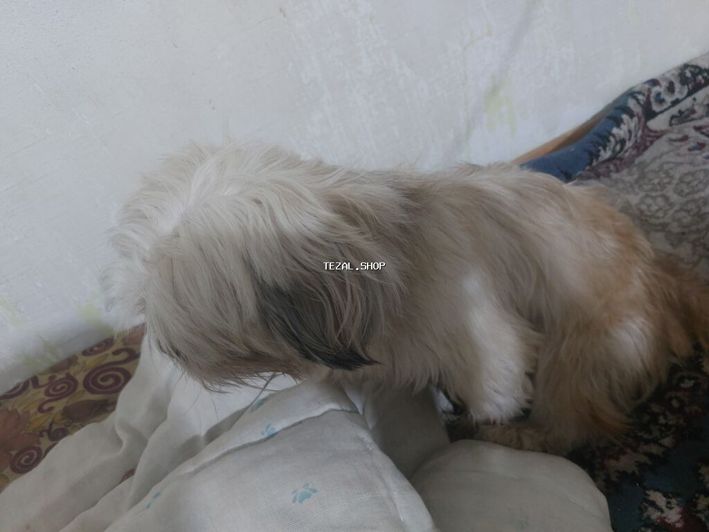 Shi-tsu, 1 il, Dişi, Peyvəndli, Ödənişli çatdırılma - şəkil 2