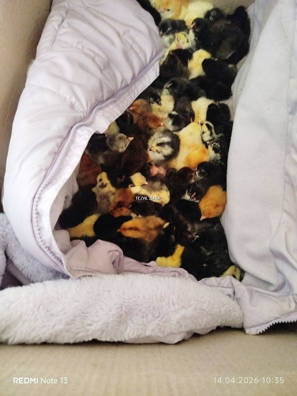 Toyuq cücələri, Ətlik