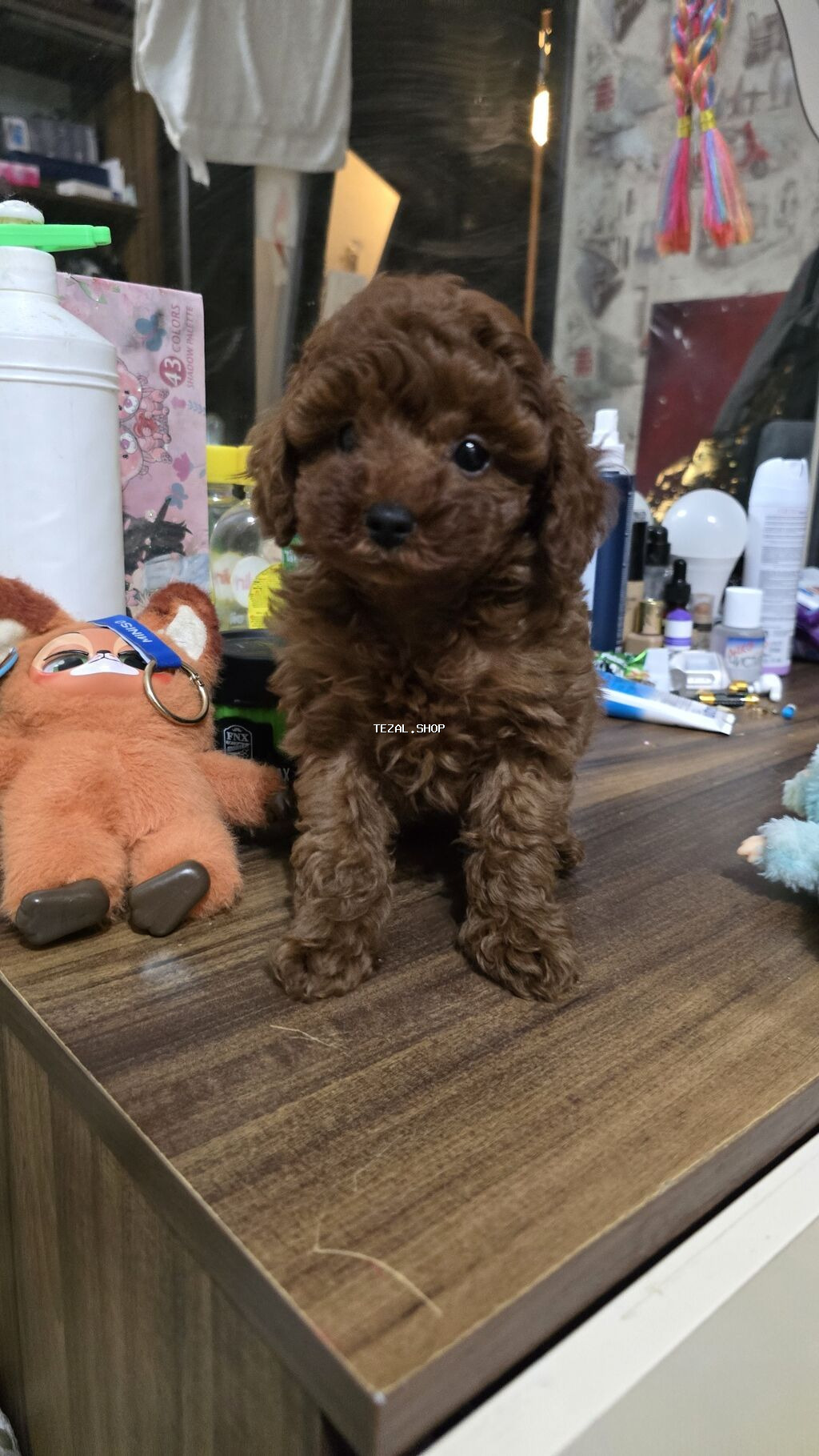 Pudel, 2 ay, Dişi, Ödənişli çatdırılma, Rayonlara çatdırılma