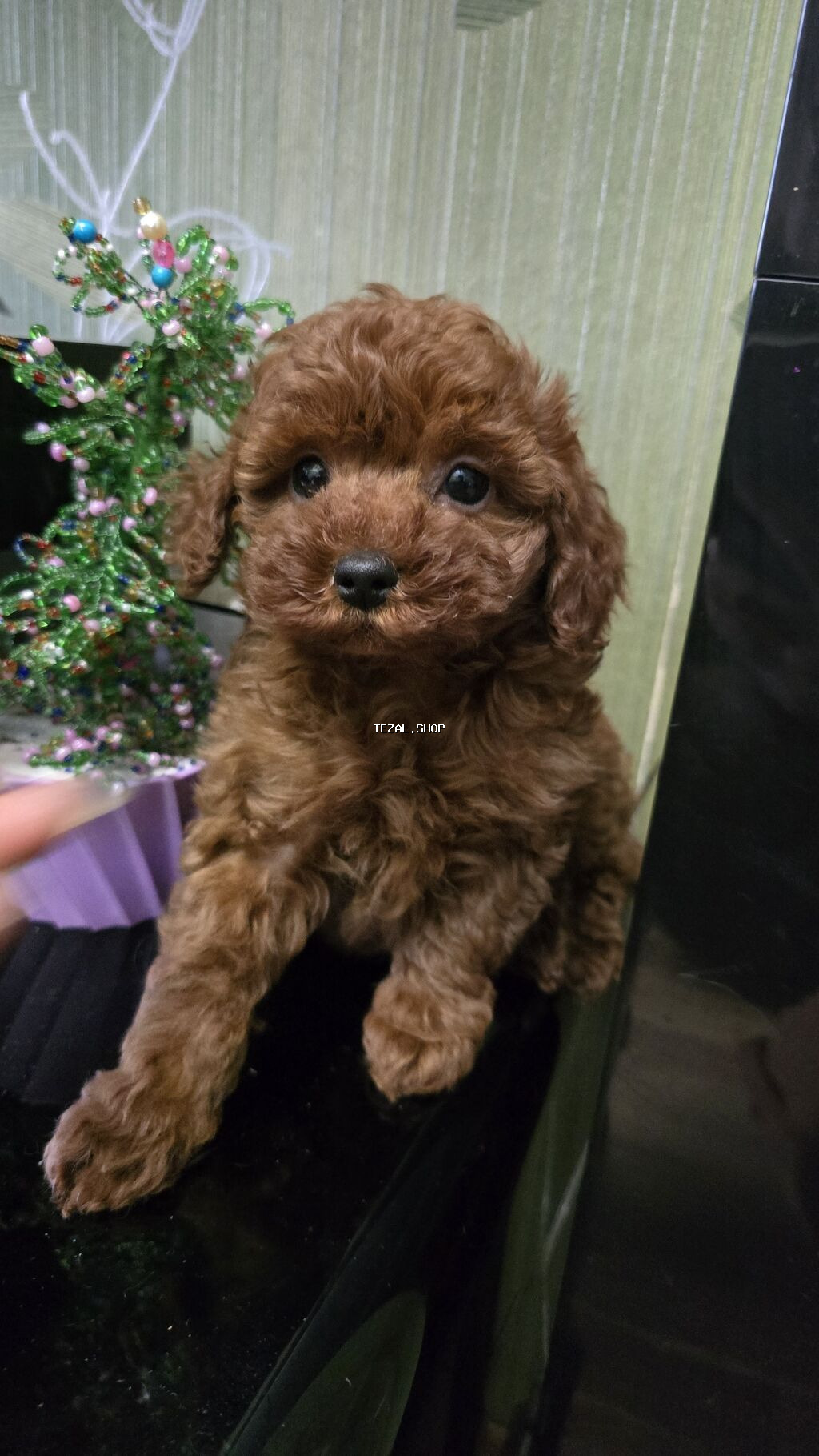 Pudel, 2 ay, Dişi, Ödənişli çatdırılma, Rayonlara çatdırılma - şəkil 2