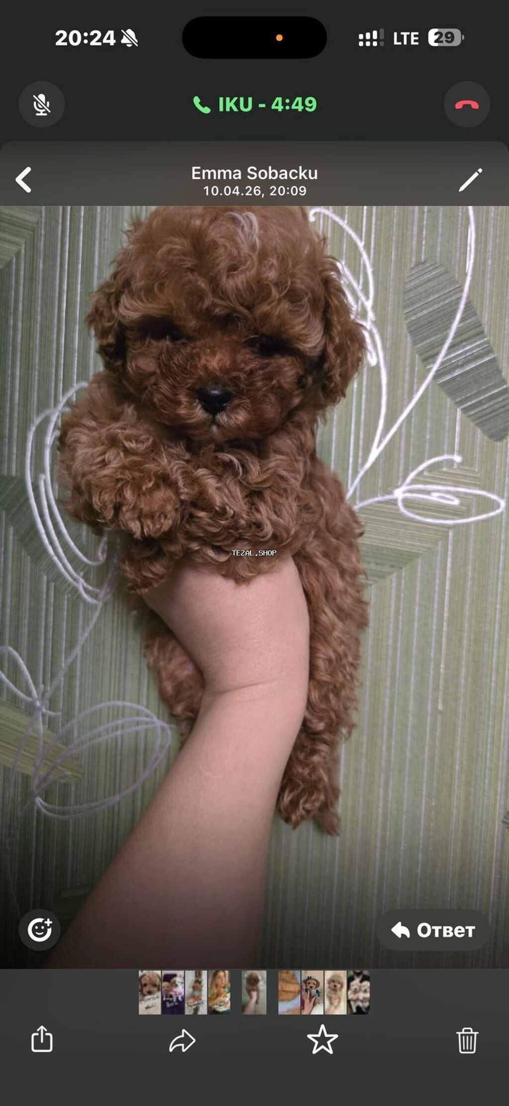 Pudel, 2 ay, Dişi, Ödənişli çatdırılma, Rayonlara çatdırılma - şəkil 3