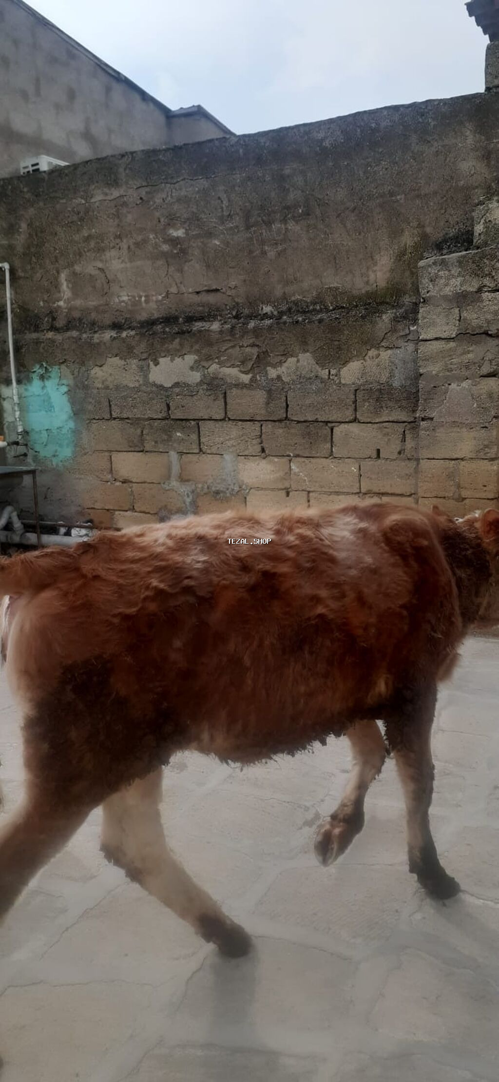 9ayliq disi danadi simentaldi oz danamdi alverci deyil.1300manat.qobu