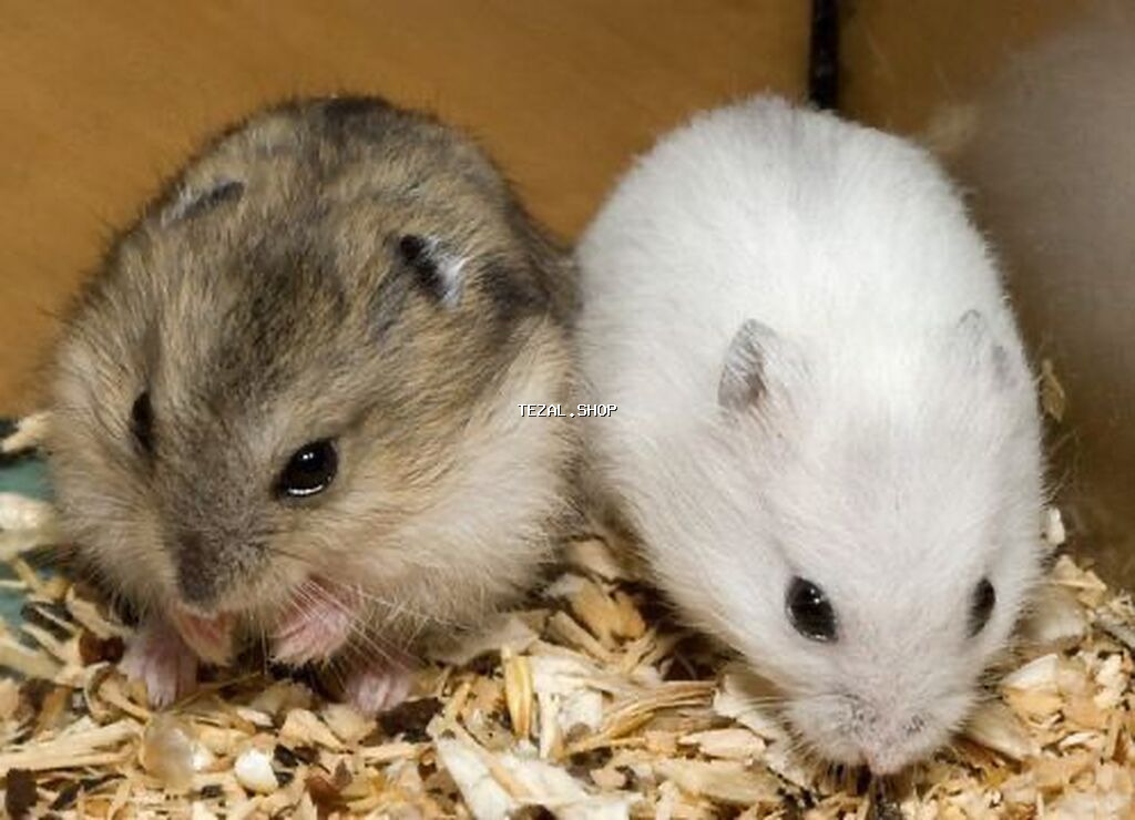 Cüt xırda gəmirici – balaca hamsterlər