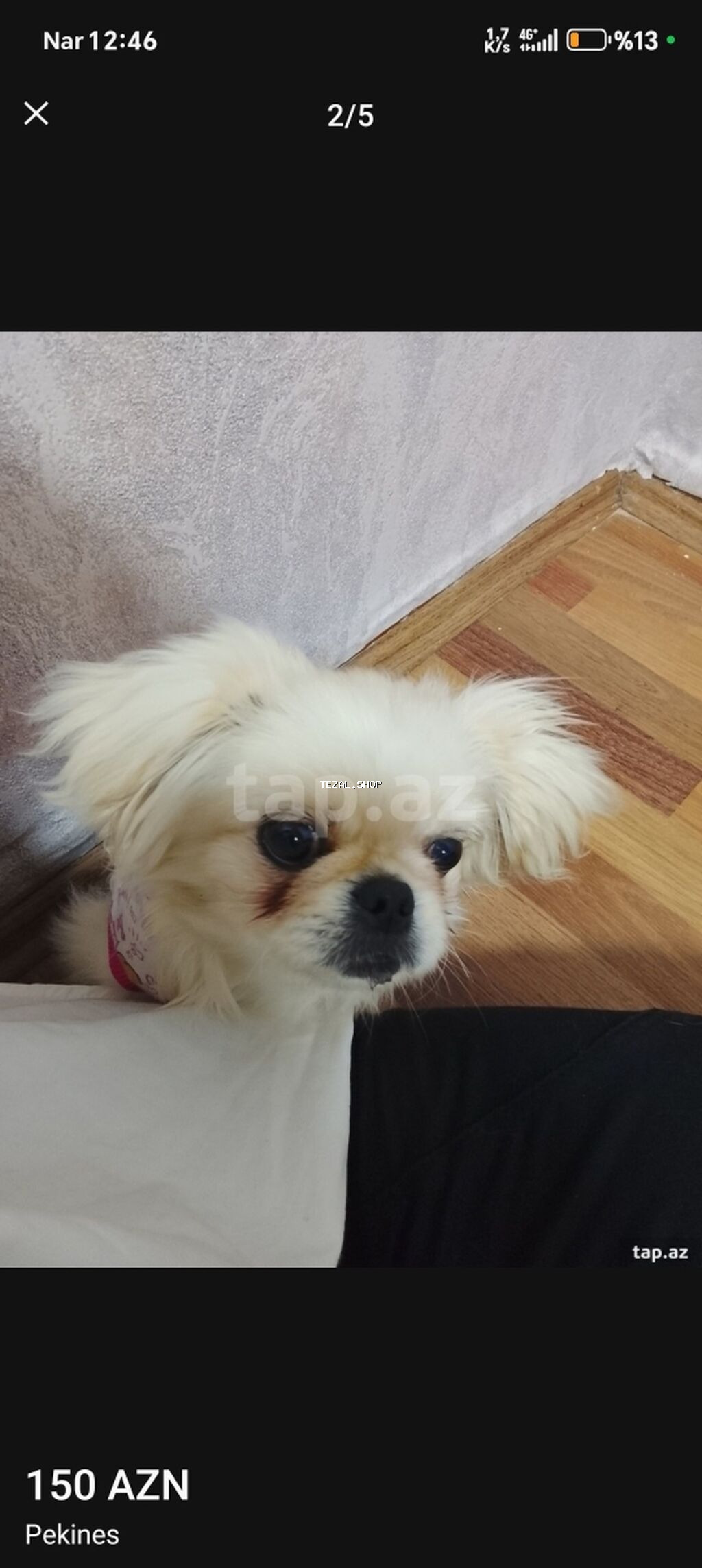 Pekines, 5 ay, Dişi, Peyvəndli, Ödənişli çatdırılma