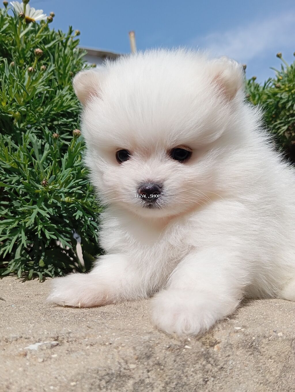 Şpitz, 2 ay, Erkek, Peyvəndli