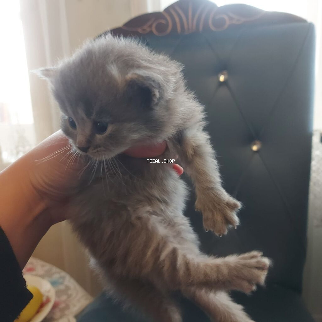 Böyük gözlü, böyük qulaqlı, yumşaq tüklü balaca pişik balası