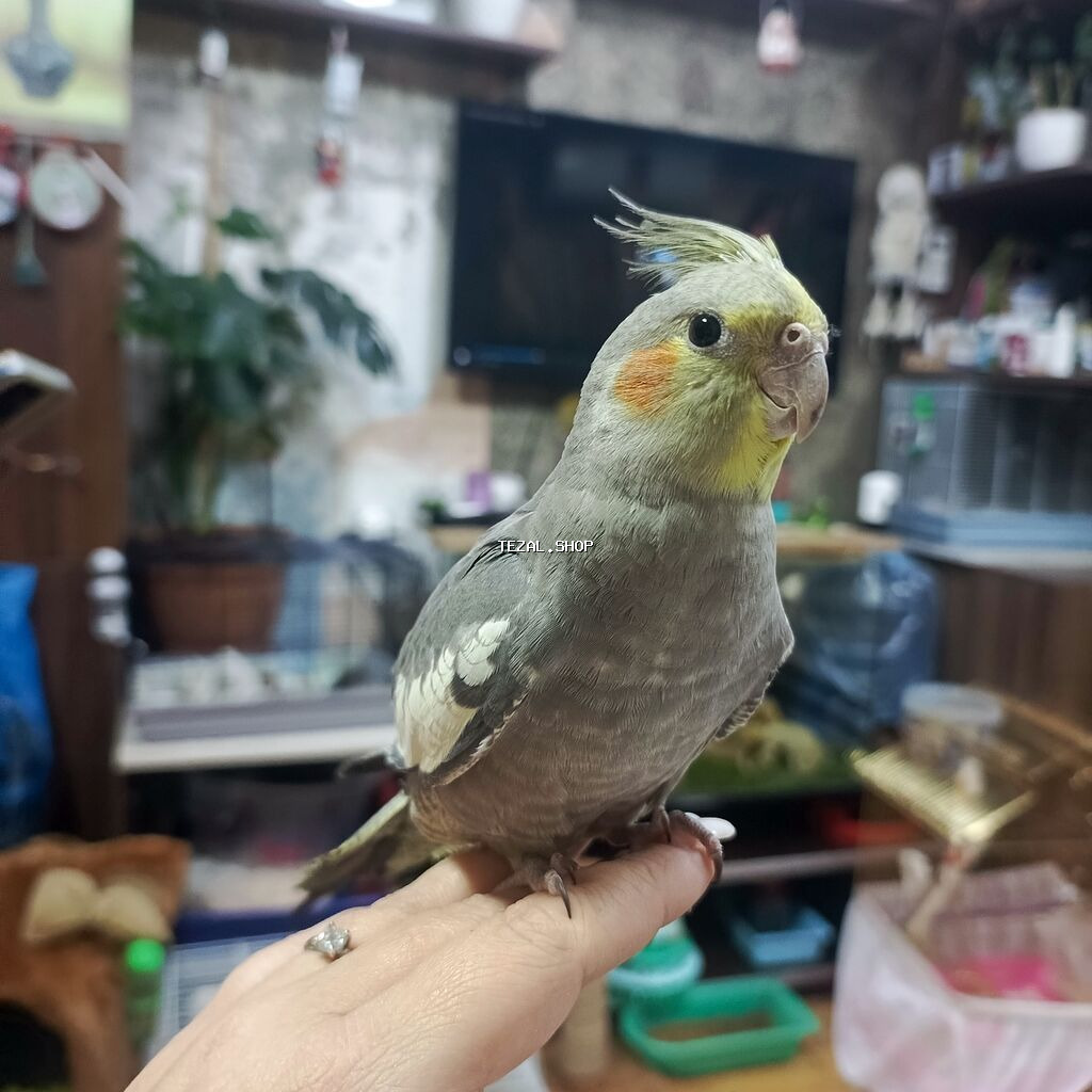 Korella 4 aylıq erkək.əl quşudu.50 Azn