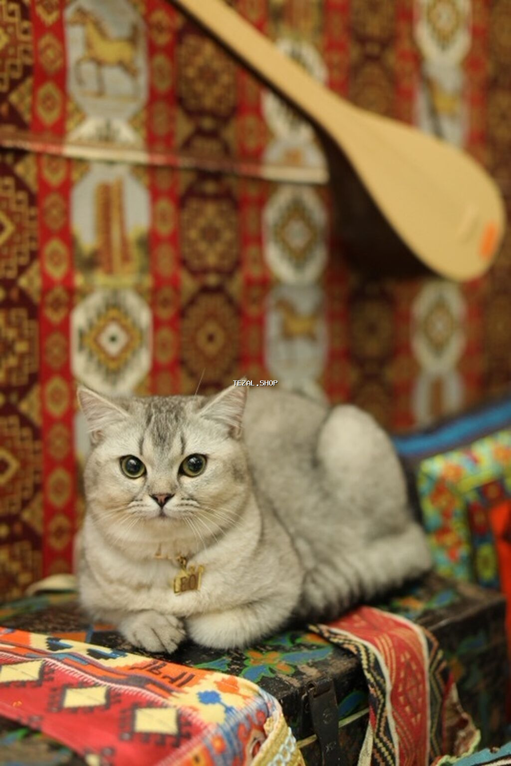 Britan, Erkək, Cütləşmə üçün