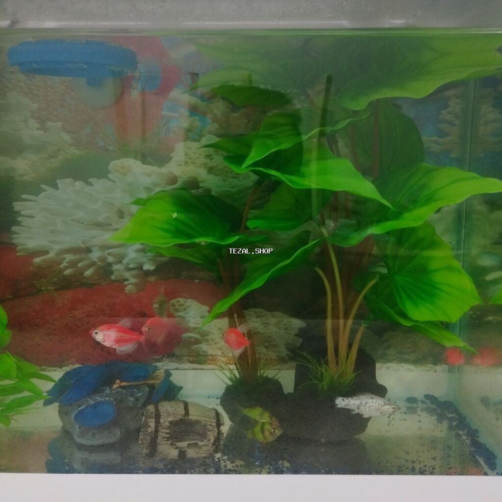 Dördbucaq akvarium, Boş, 24 l