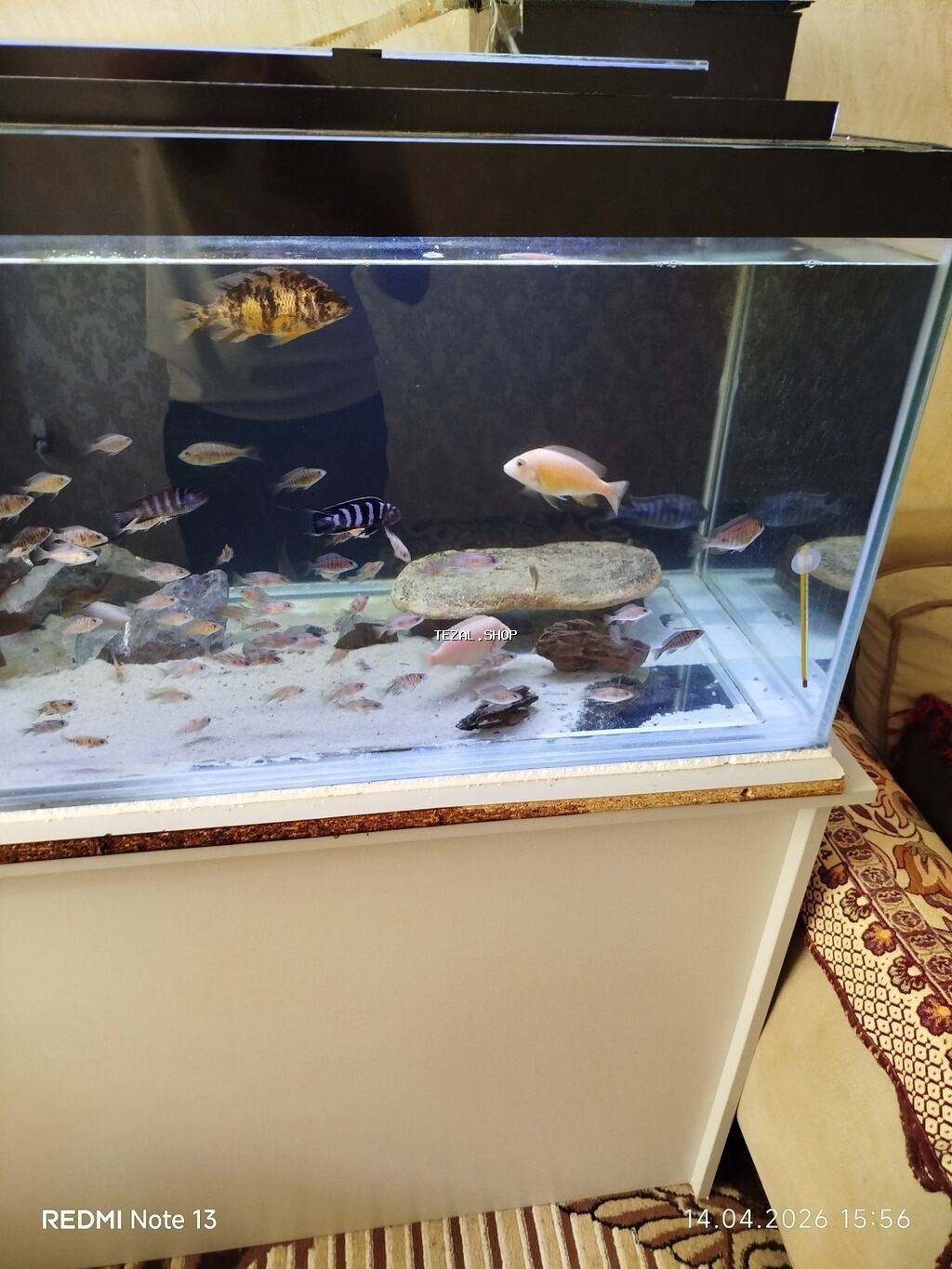 Butun ne görursuz hamıs satılır zeng edin. bundan elava nömren Watsab