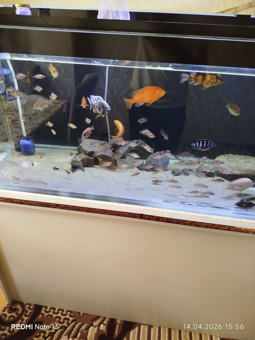 Butun ne görursuz hamıs satılır zeng edin. bundan elava nömren Watsab - şəkil 2