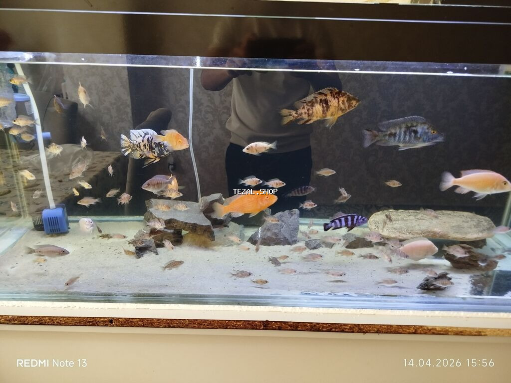 Butun ne görursuz hamıs satılır zeng edin. bundan elava nömren Watsab - şəkil 3