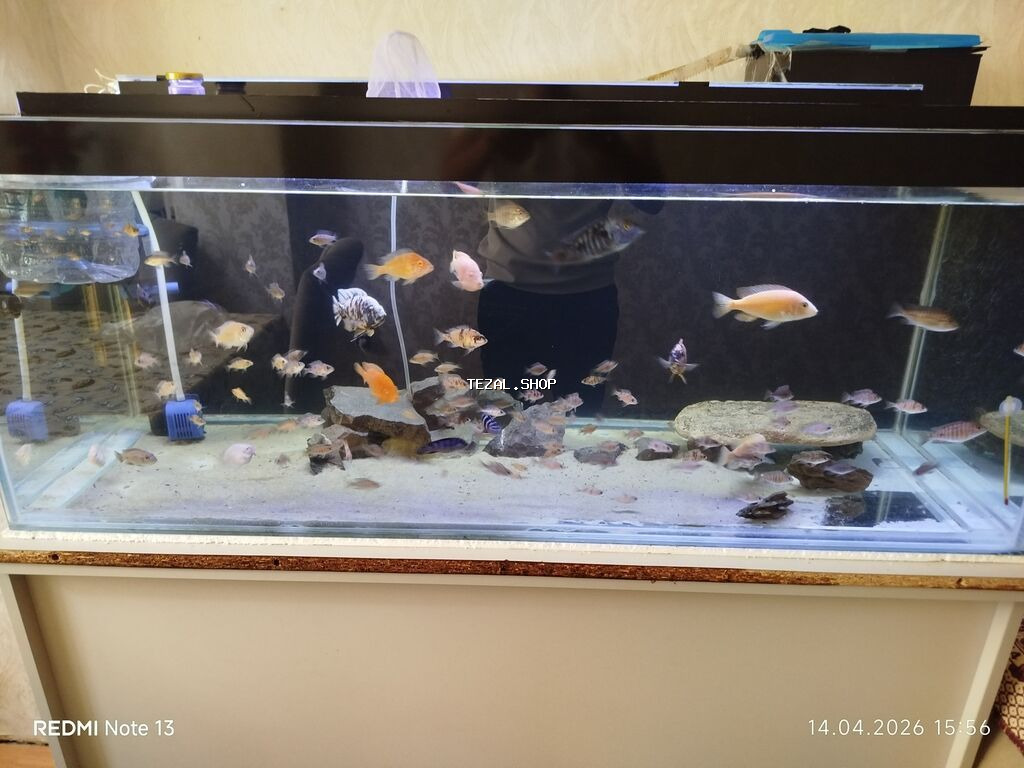 Butun ne görursuz hamıs satılır zeng edin. bundan elava nömren Watsab - şəkil 4