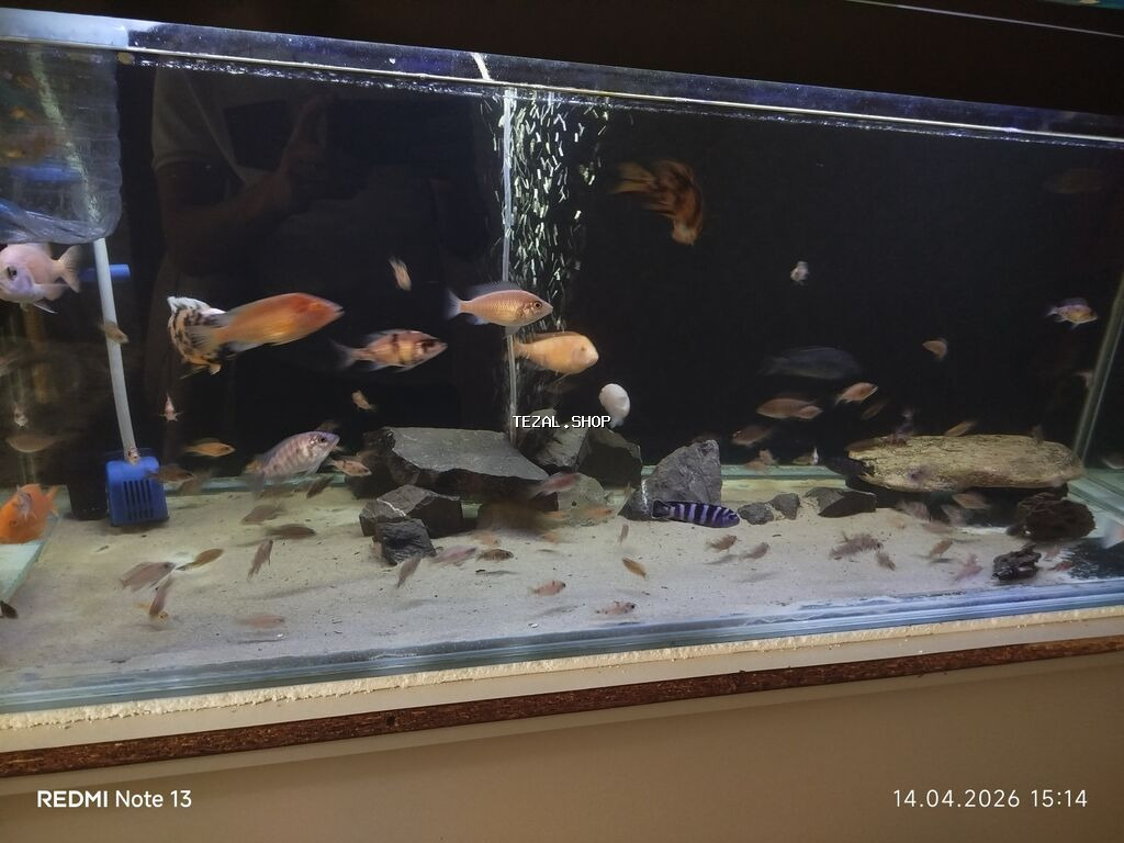 Butun ne görursuz hamıs satılır zeng edin. bundan elava nömren Watsab - şəkil 5