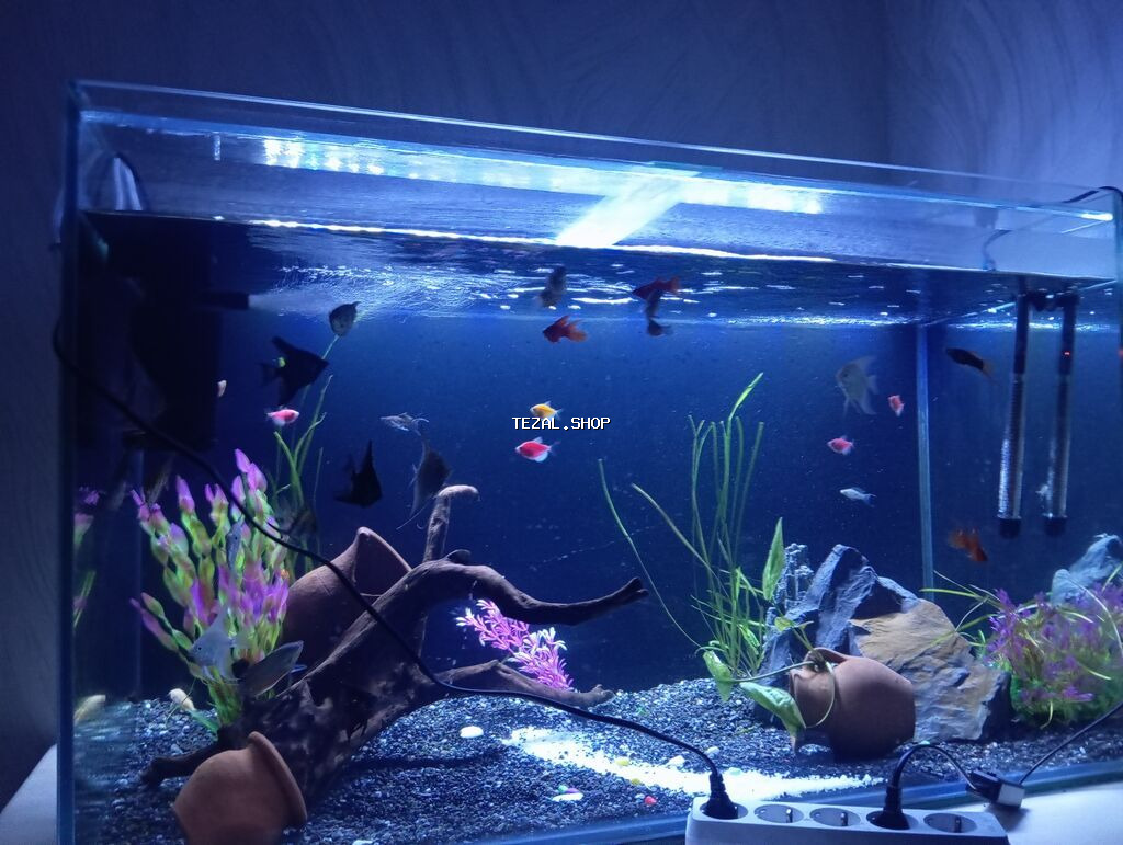 Dördbucaq akvarium, Balıqlarla birlikdə, 300 l