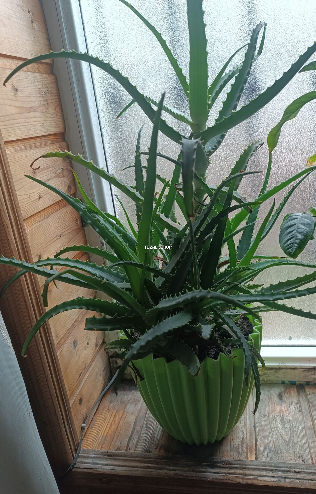 Aloe (Aloe vera) otaq bitkisi - Növlər: şirəli, tikanlı kənarlı, uzun