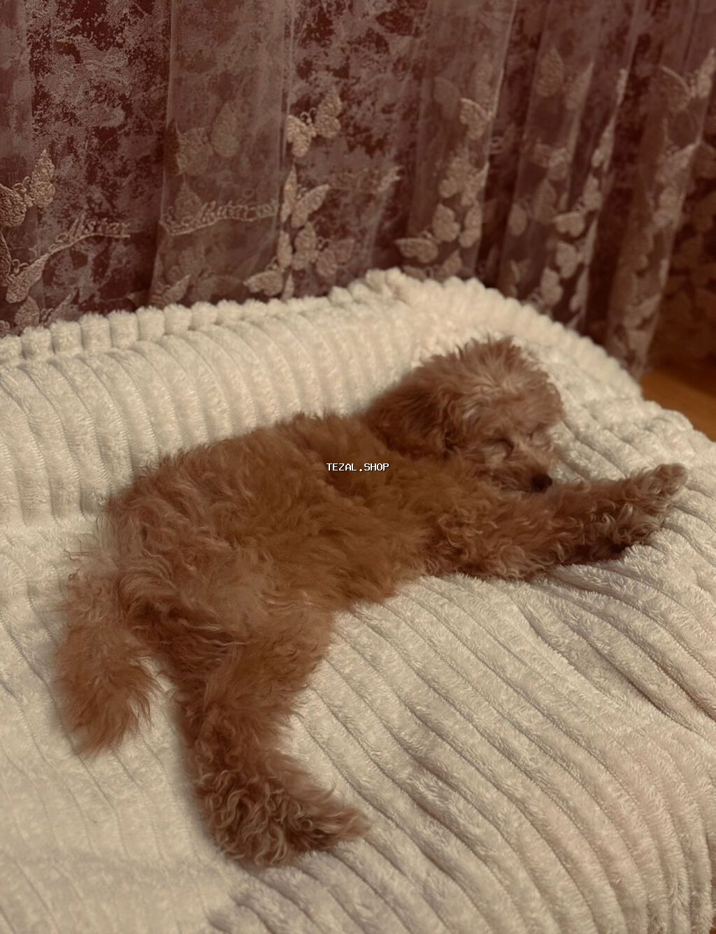 SATILMIR!!!! Cüqüüləsməyə date-ə dişisi axtarılır