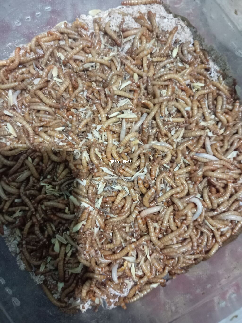 Un Qurdu və böcəkləri heyvanlar və quşların qızışması və